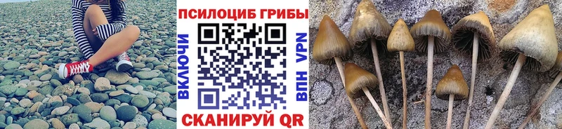 закладки Мурино Псилоцибиновые грибы прущие грибы