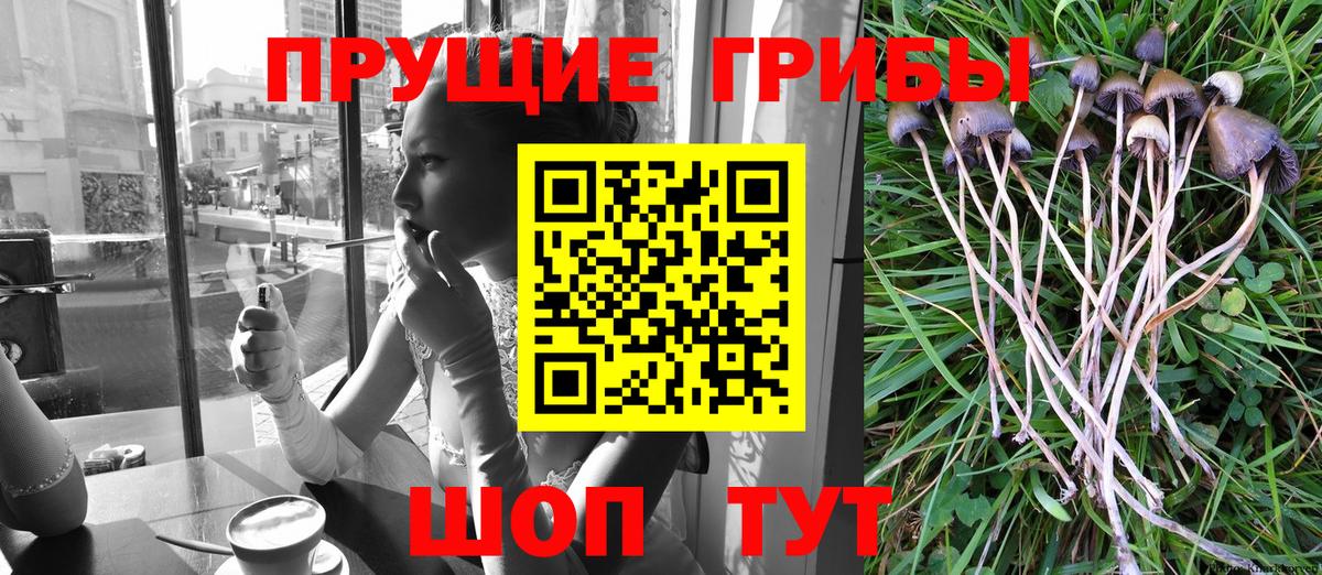 Псилоцибиновые грибы прущие грибы Мурино